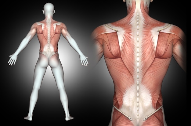 Anatomy of the female spine and back muscles