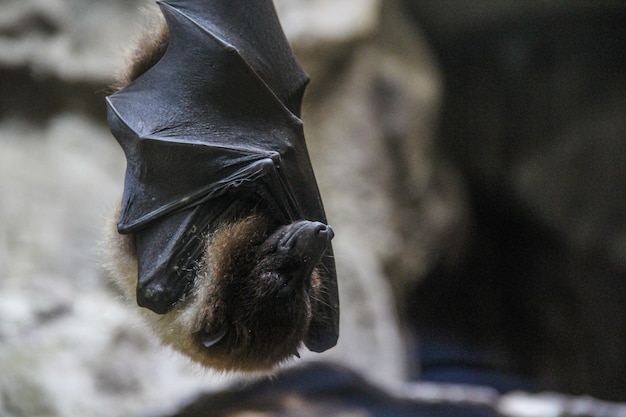 A bat found inside a residential home in McHenry County