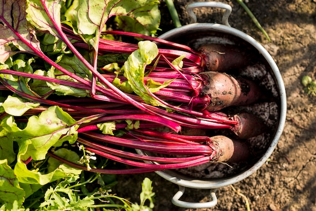 The Hidden Heart Hero: How One Root Vegetable Is Revolutionizing Blood Pressure Control