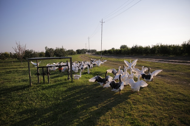 Dairy cows on a farm during bird flu outbreak