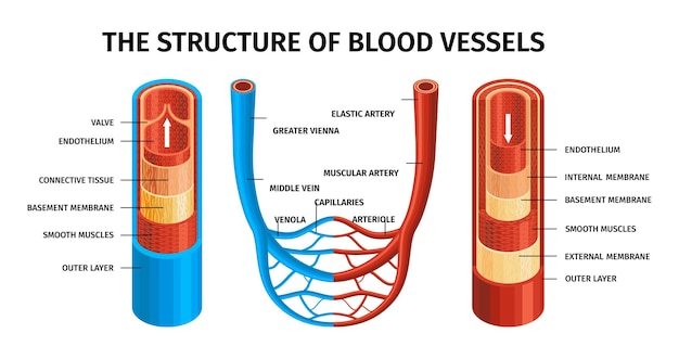 Groundbreaking Study Delivers First-Ever Blood Vessel Stiffness Benchmark for Youth Health