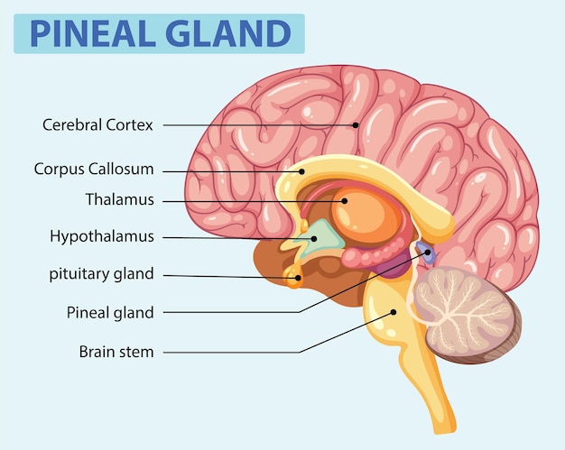 Illustration of brain aging and cellular changes over time