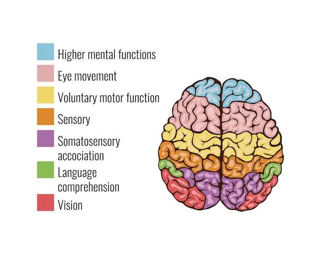 Brain regions involved in memory and executive function