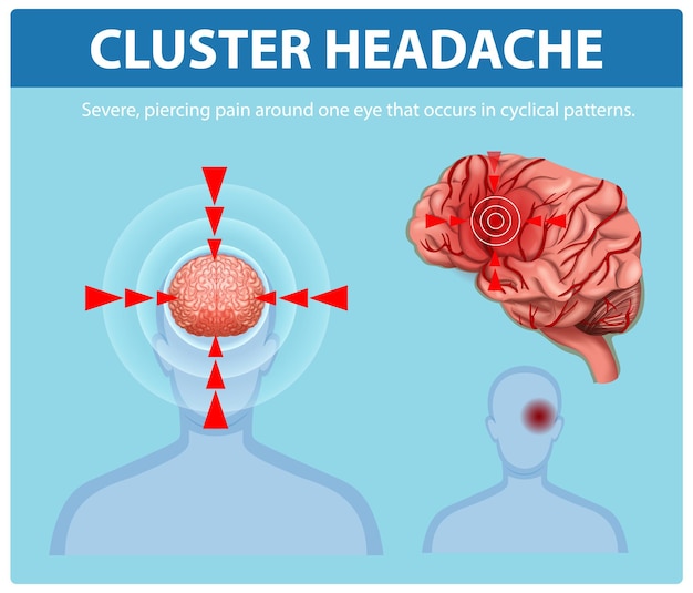 Neural pathways involved in pain perception