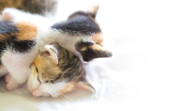 Pregnant woman doing cat-cow on mat