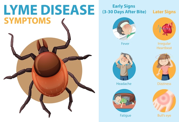 Illustration showing symptoms of Chagas disease, including heart and digestive complications