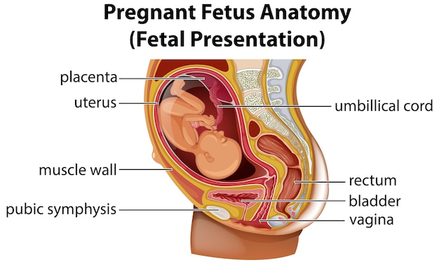 Postpartum core anatomy showing abdominal muscles and pelvic floor