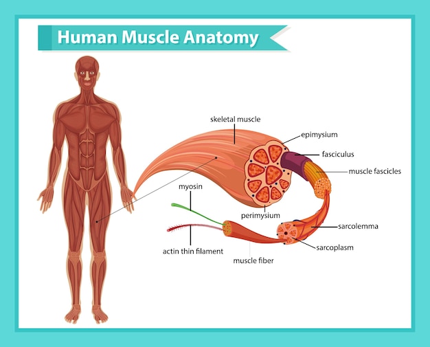Diagram of core muscle groups