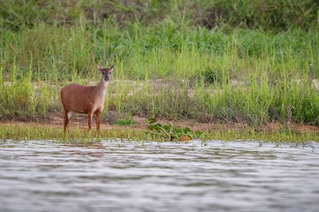 Deer drinking from a shallow pond