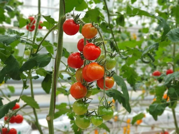 Hands tending to tomato plants in a garden