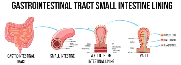 Diagram of the gut-brain axis showing neural and hormonal connections