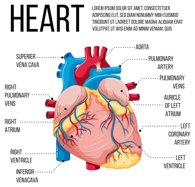 Diagram of the human heart showing blood flow and chambers