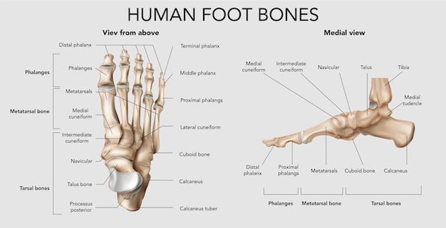 Diagram of knee joint showing cartilage, bone, and synovial fluid