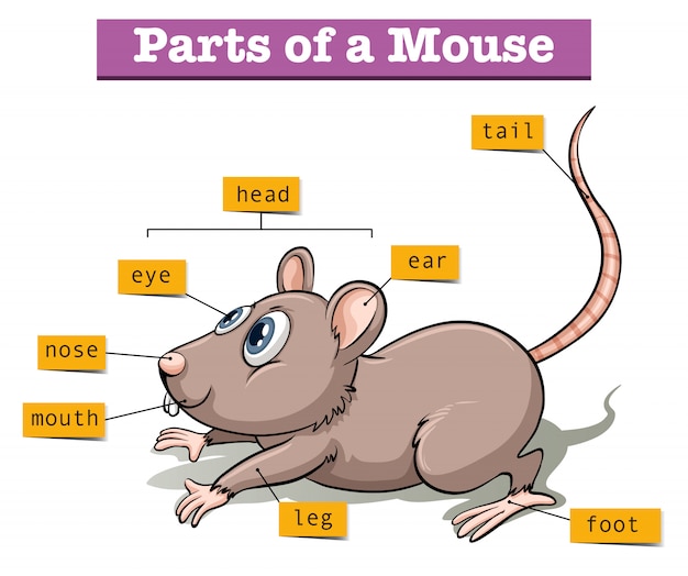 Mouse interacting with a decision-making task on a screen