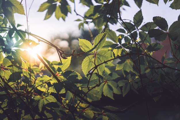 Traveler using natural sunlight to reset circadian rhythm