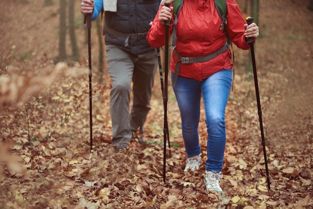 Group of adults Nordic walking on a forest trail