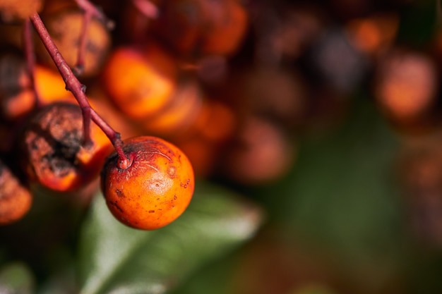 Bright orange-red palm oil in a glass bowl with fresh vegetables