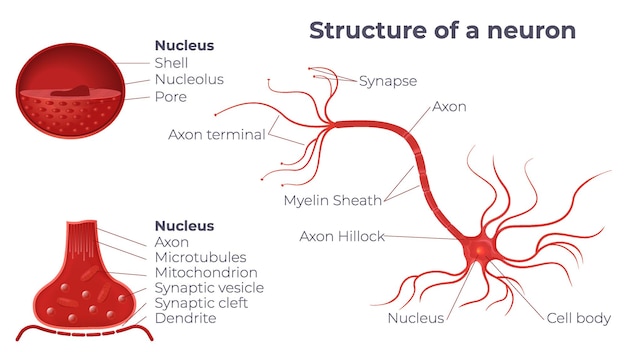 Vasopressin-producing neurons in the hypothalamus